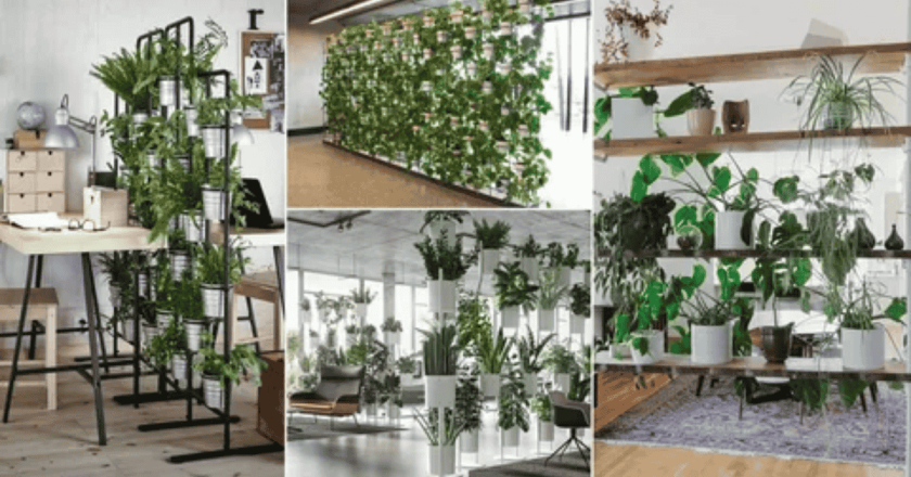 Indoor Plants That Double As Natural Room Dividers