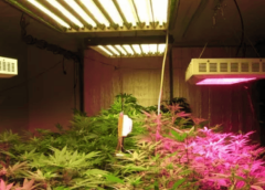 Office Friendly Plants That Survive Fluorescent Lighting 1