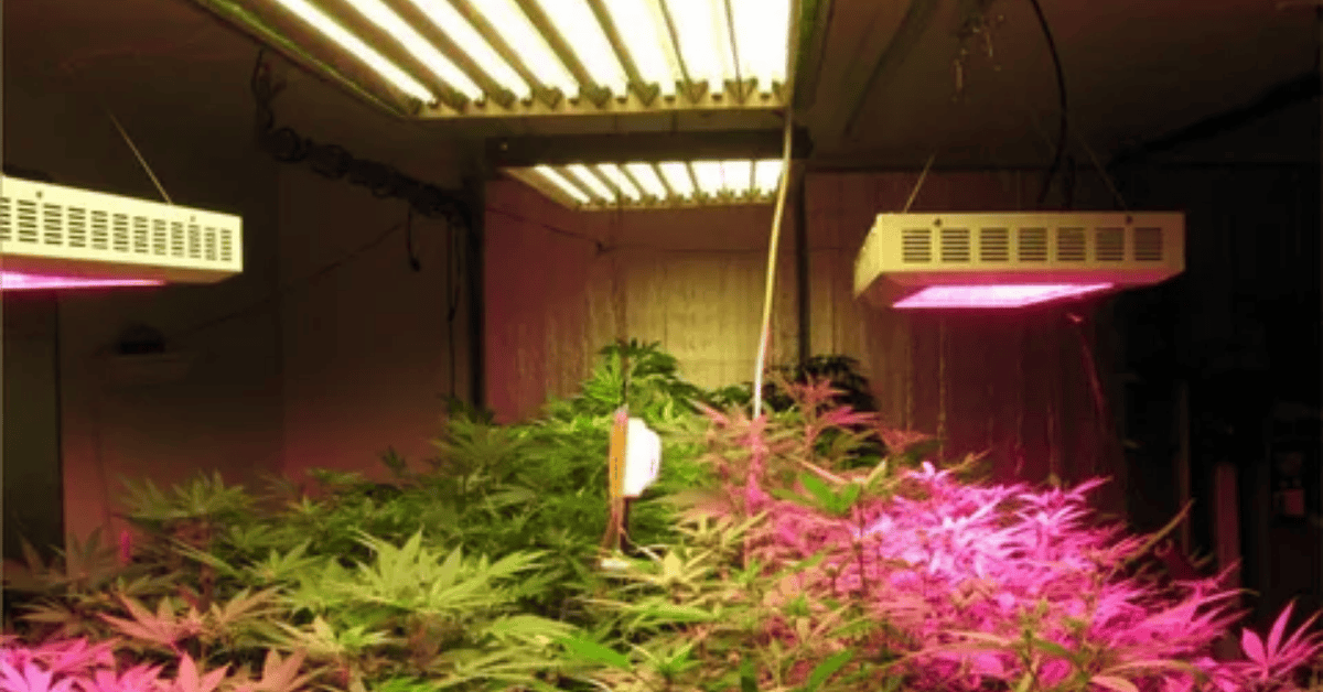 Office Friendly Plants That Survive Fluorescent Lighting 1