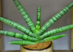 Rare Houseplants That Are Worth The Hunt