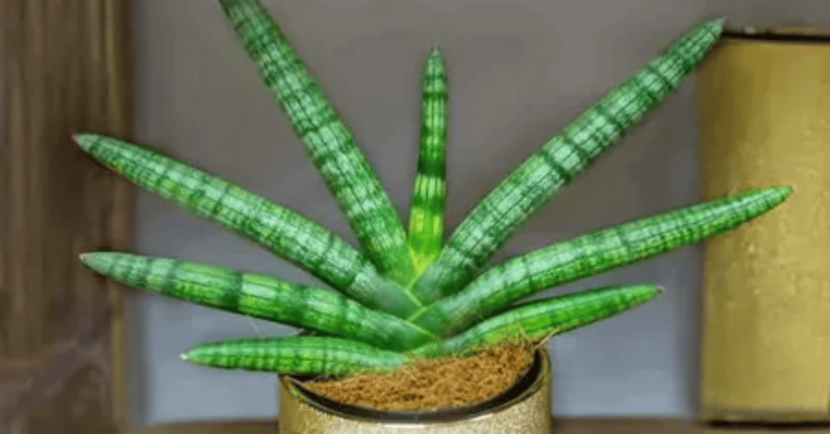 Rare Houseplants That Are Worth The Hunt