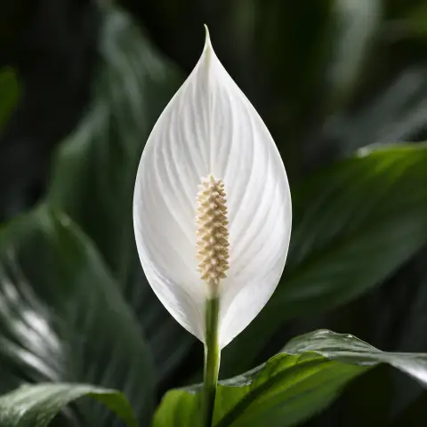 Peace Lily Care Guide: Complete Spathiphyllum Tips for a Thriving Indoor Plant 3 Peace Lily Meaning and Symbolism