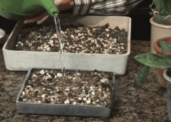 How to Build a DIY Indoor Humidity Tray for Your Plants