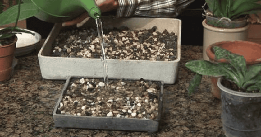 How To Build A Diy Indoor Humidity Tray For Your Plants