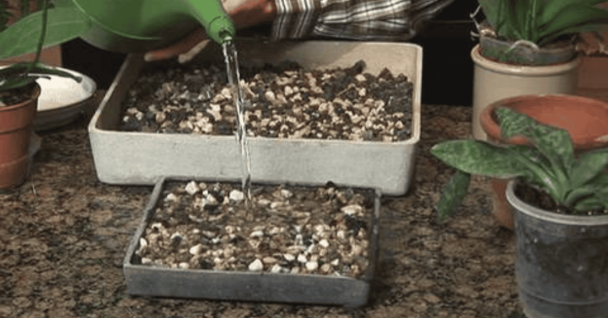 How To Build A Diy Indoor Humidity Tray For Your Plants