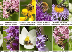 Native Plants That Thrive In Your Region Why They Matter