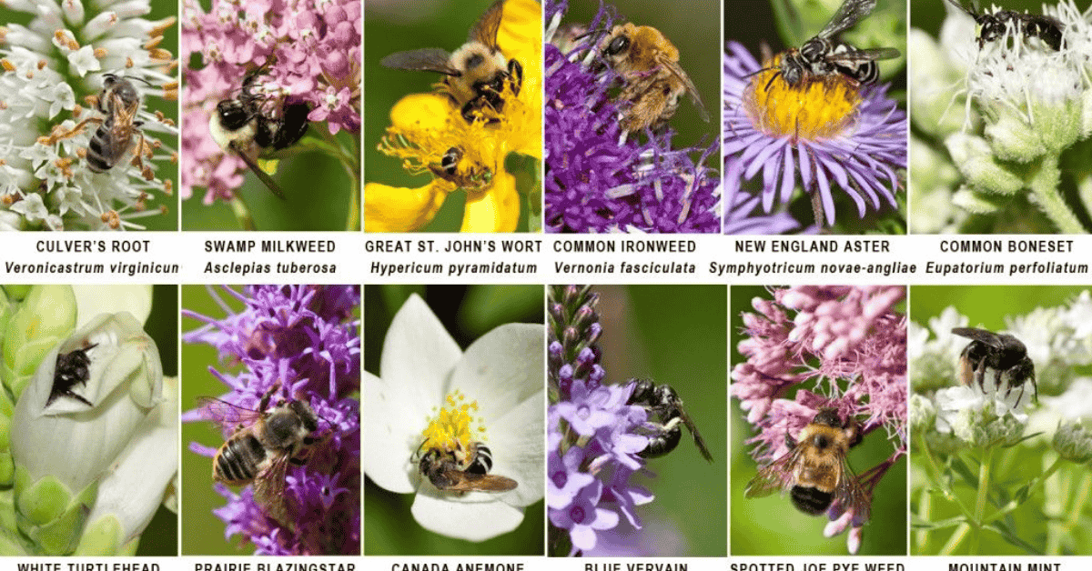 Native Plants That Thrive In Your Region Why They Matter