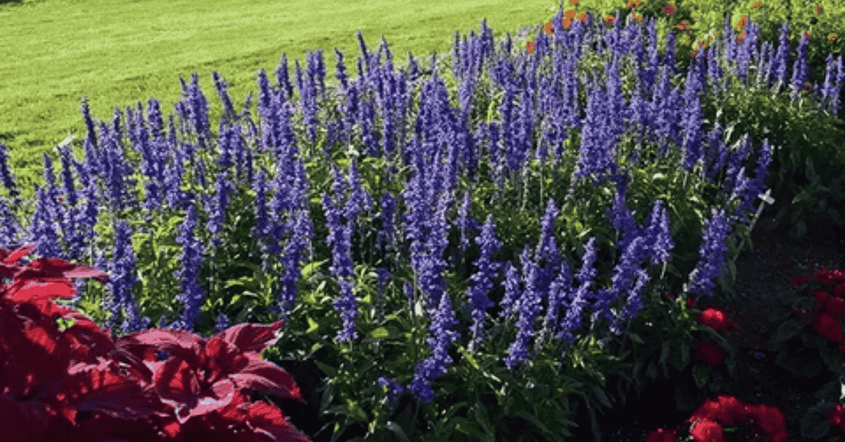 Outdoor Plants That Can Withstand Unexpected Storms And Heatwaves