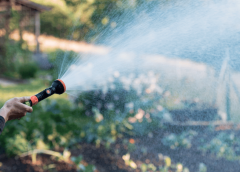 Signs Youre Overwatering And How To Water The Right Way