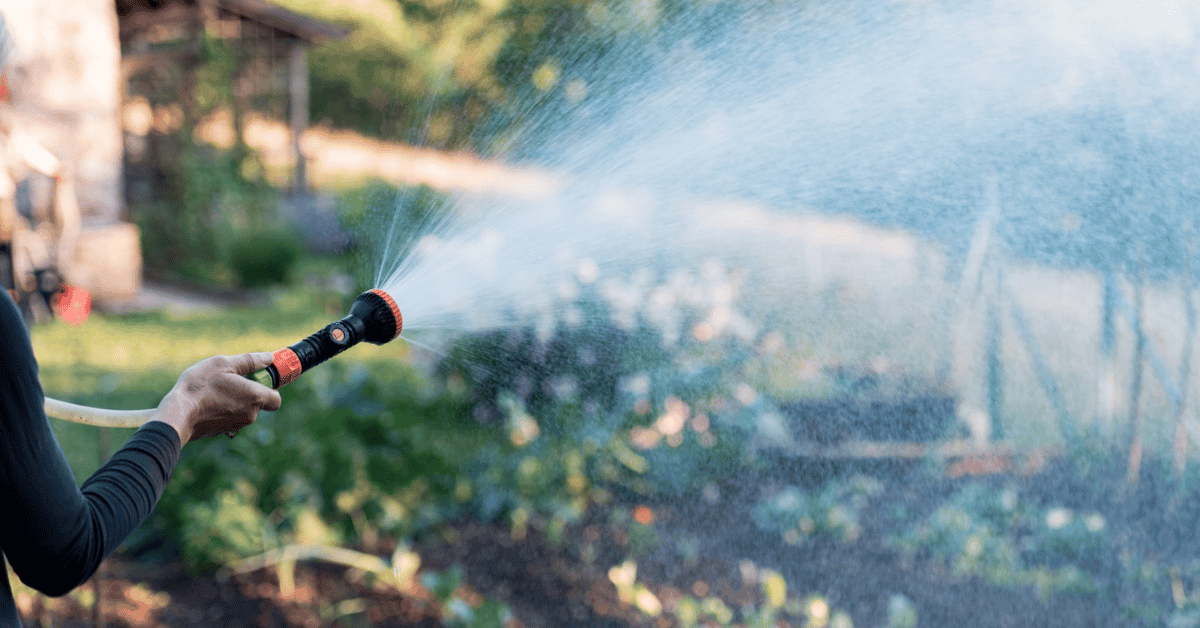 Signs Youre Overwatering And How To Water The Right Way