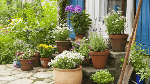 The Best Plants For Container Gardening On Patios