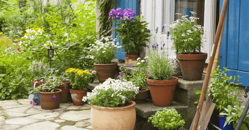 The Best Plants For Container Gardening On Patios