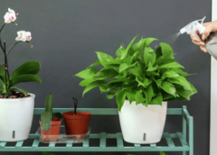 The Truth About Self-Watering Pots—Do They Really Work?