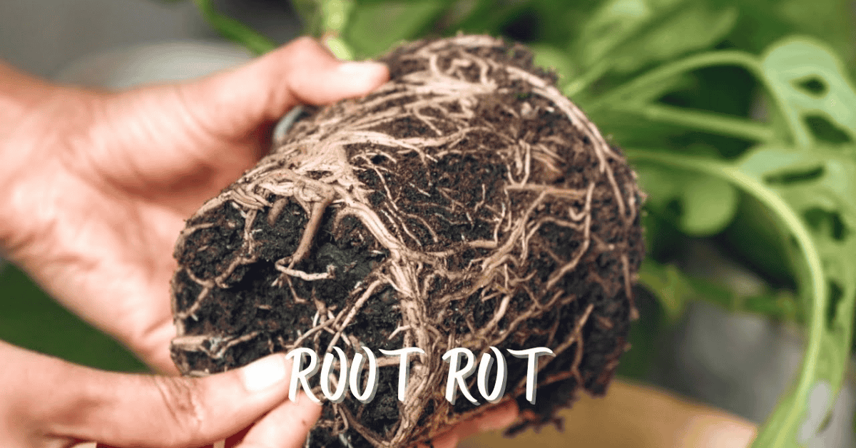 What Is Root Rot How To Identify Prevent Treat It