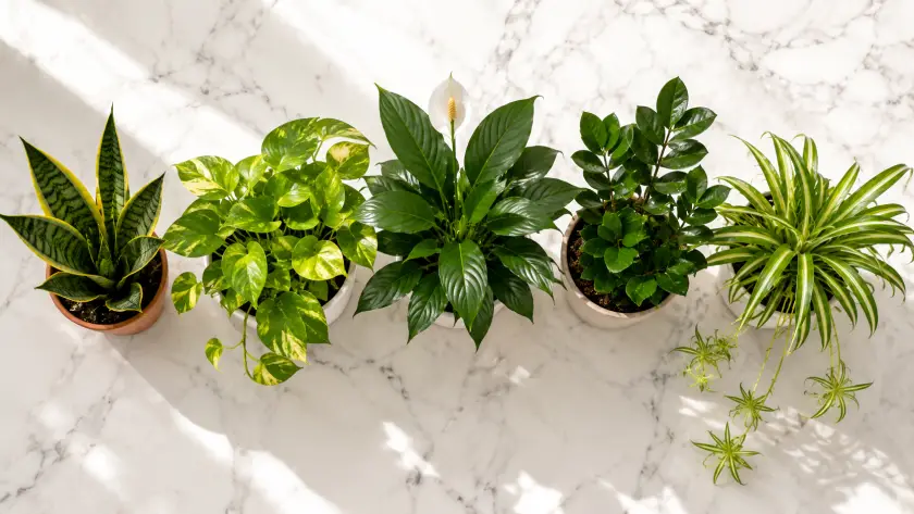 Best Indoor Plants for Beginners — Complete List of 25