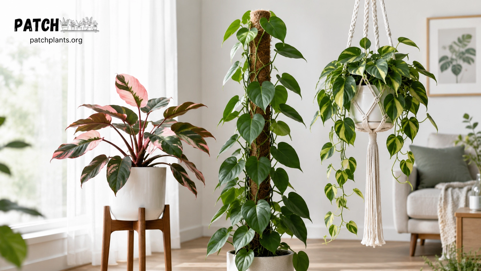 Complete Philodendron Care Guide: How to Grow Every Popular Philodendron Variety