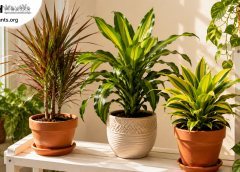 Dracaena Plant Care Guide: How to Grow Every Variety
