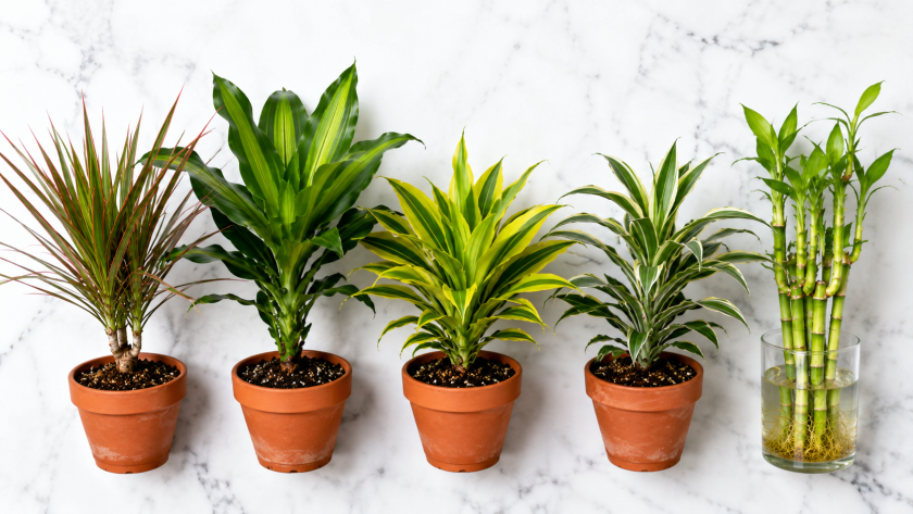 Dracaena Varieties — Complete Species Gui
