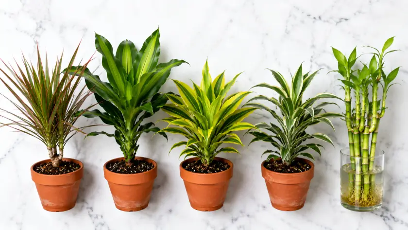 Dracaena Plant Care Guide: How to Grow Every Variety 2 Dracaena Varieties — Complete Species Gui