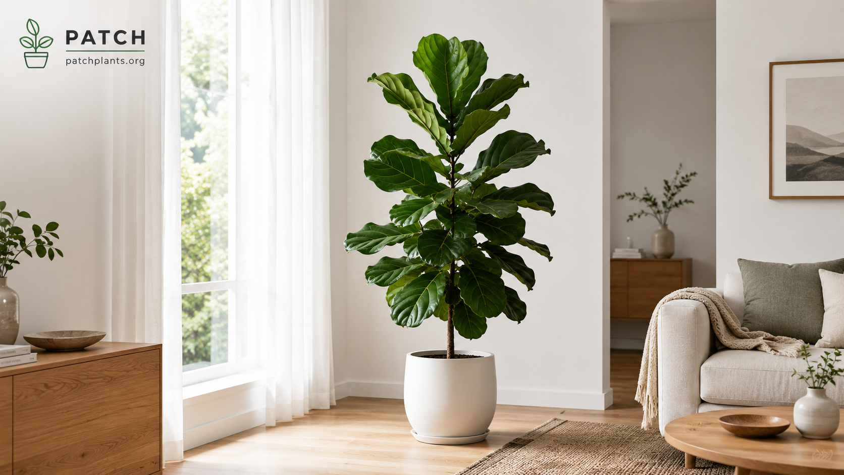 Fiddle Leaf Fig Care Guide-Complete Guide to Growing Healthy Ficus Lyrata Indoors