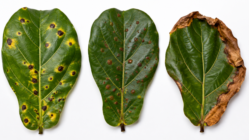 Brown Spots on Fiddle Leaf Fig