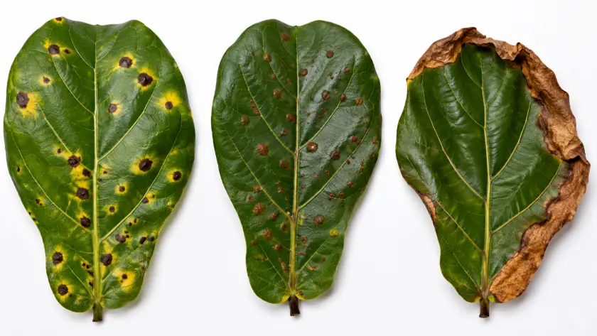 Brown Spots on Fiddle Leaf Fig