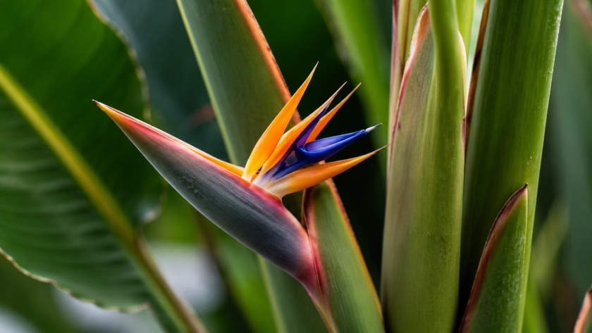 How to Get Bird of Paradise to Flower