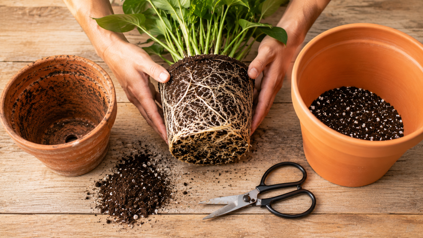 How to Repot a Plant — Complete Step-by-Step