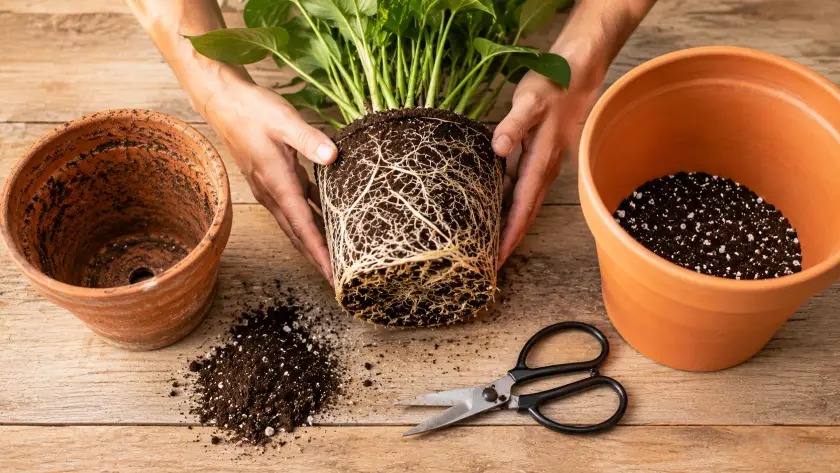 How to Repot a Plant — Complete Step-by-Step