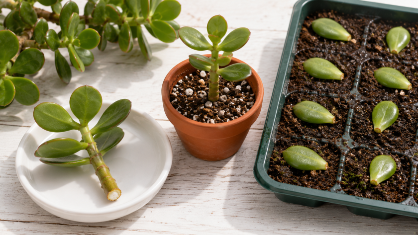 Jade Plant Propagation