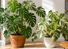 Monstera Plant Care Guide: Complete Indoor Care for Every Monstera Variety