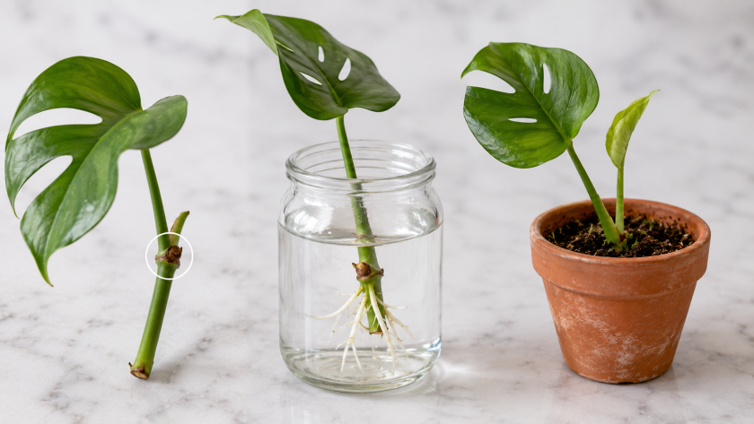 Monstera Propagation — Complete Guide