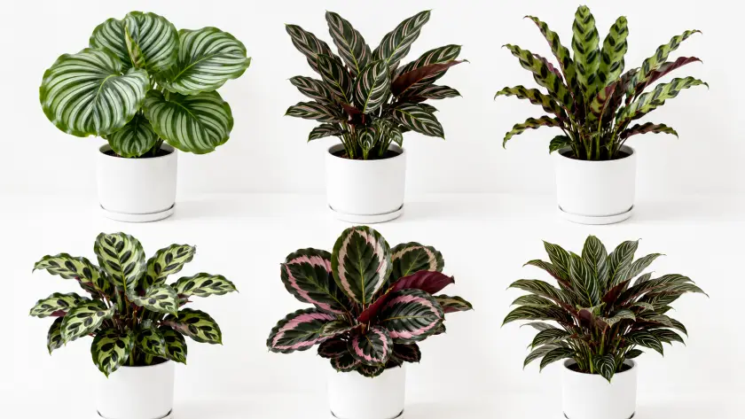Complete Calathea Plant Care Guide: How to Grow Every Popular Variety 2 Popular Calathea Varieties