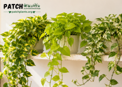 Pothos Plant Care Guide: Complete Indoor Care for Every Pothos Variety