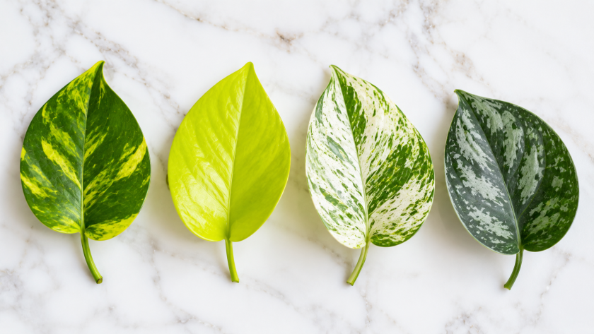 Pothos Varieties — Complete Guide