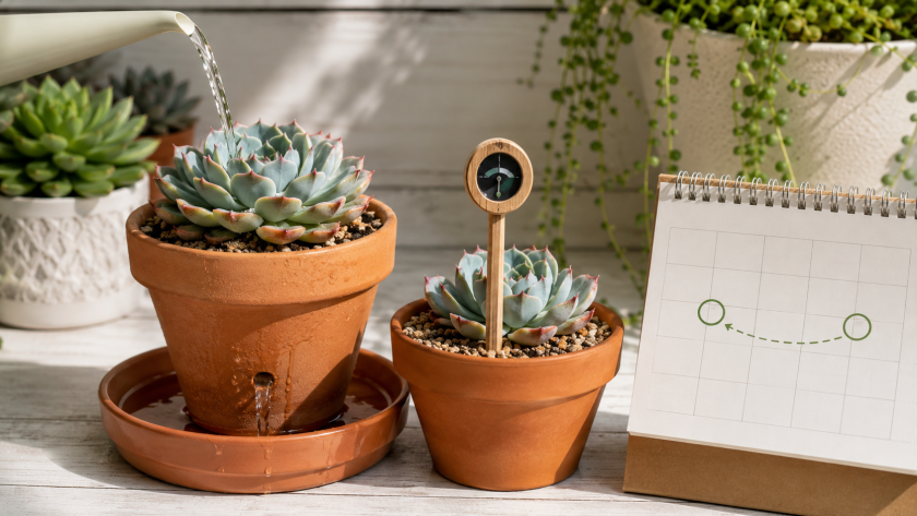 Succulent Care Guide: How to Grow Every Variety Indoors and Outdoors 3 Watering — The Soak and Dry Method
