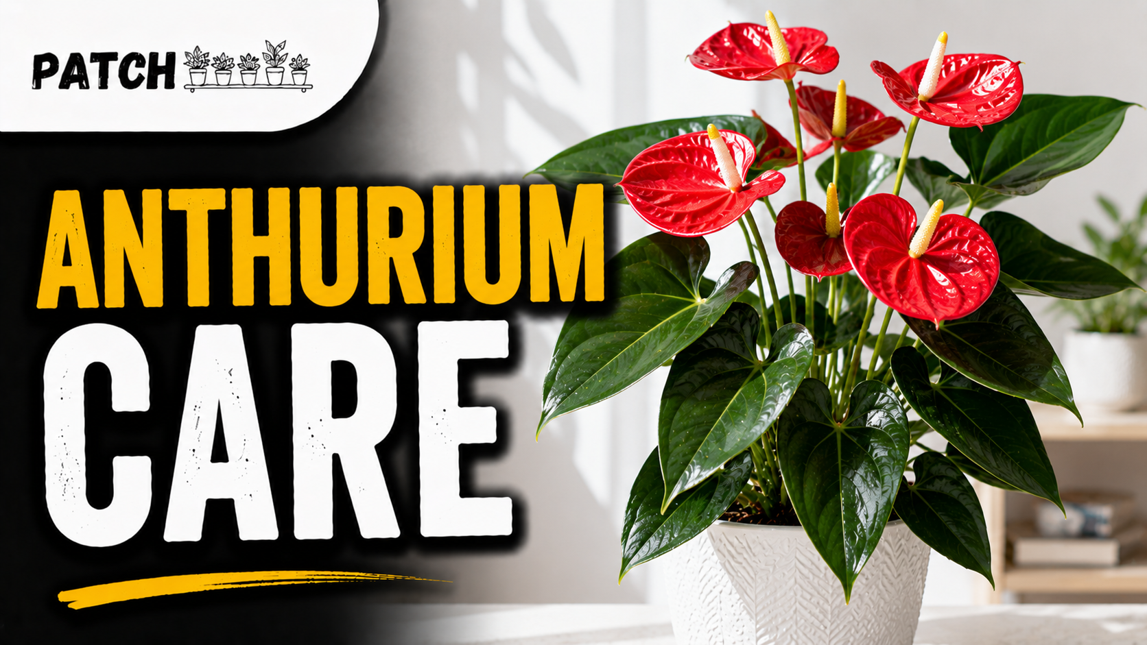 Anthurium Care Guide
