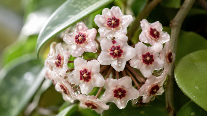 Hoya Plant Care Guide: How to Grow, Water and Get Your Hoya to Bloom 2 How to Get a Hoya Plant to Bloom