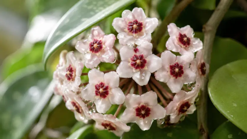 How to Get a Hoya Plant to Bloom