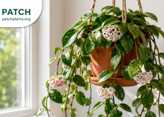 Hoya Plant Care Guide - How to Grow, Water and Get Your Hoya to Bloom