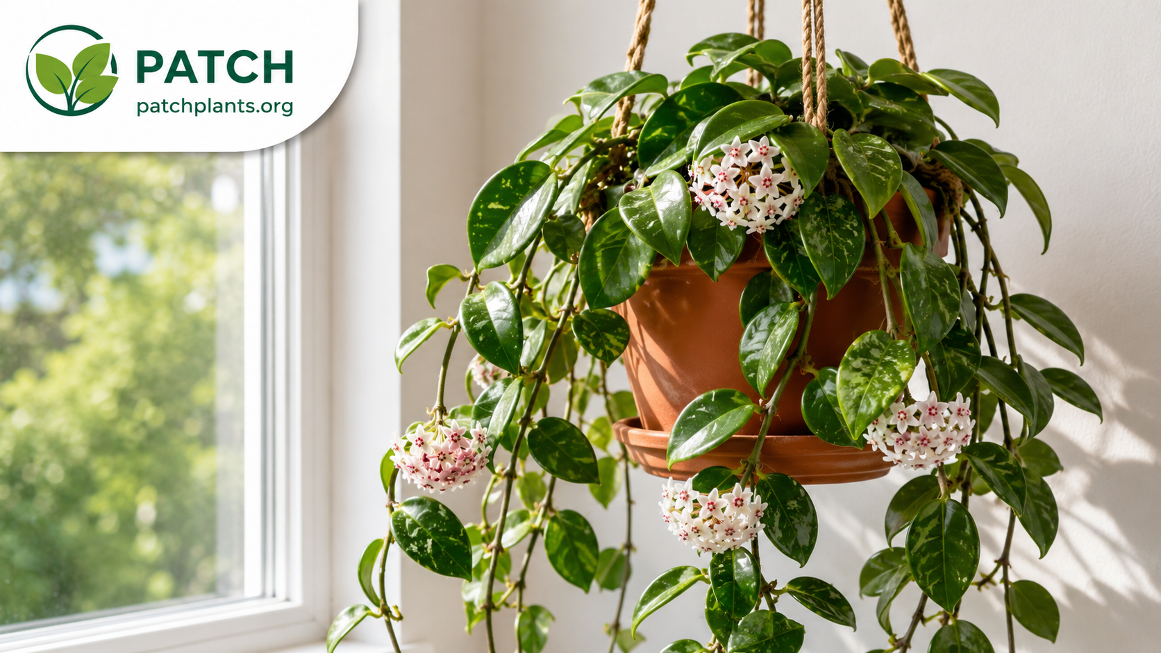 Hoya Plant Care Guide - How to Grow, Water and Get Your Hoya to Bloom