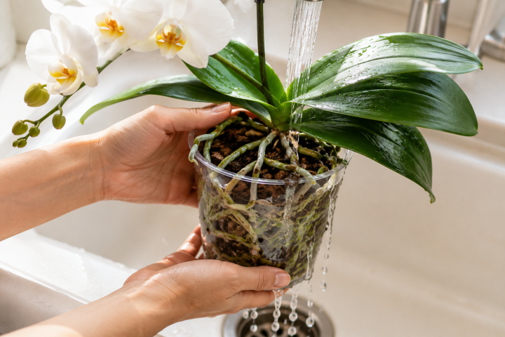 Orchid Care Guide: How to Grow and Rebloom Orchids Indoors 2 How to Water Orchids