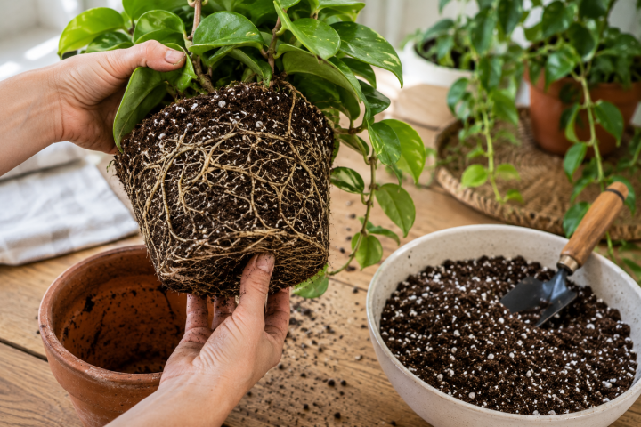 Hoya Plant Care Guide: How to Grow, Water and Get Your Hoya to Bloom 3 Repotting Hoya Plants