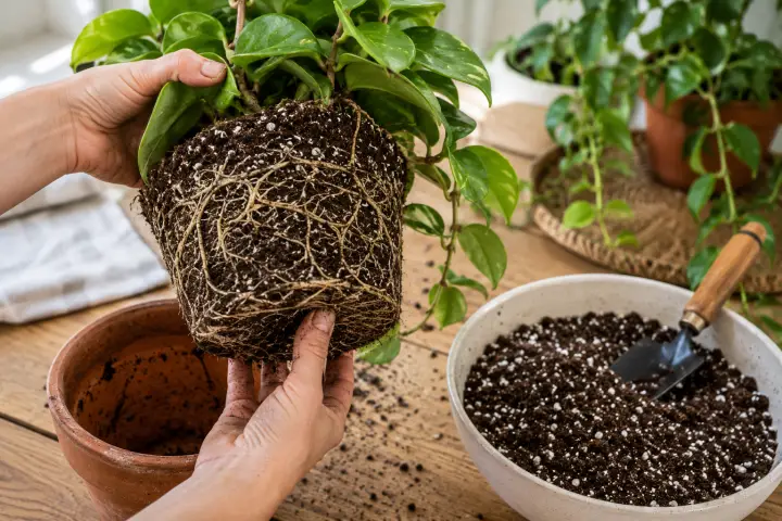 Repotting Hoya Plants
