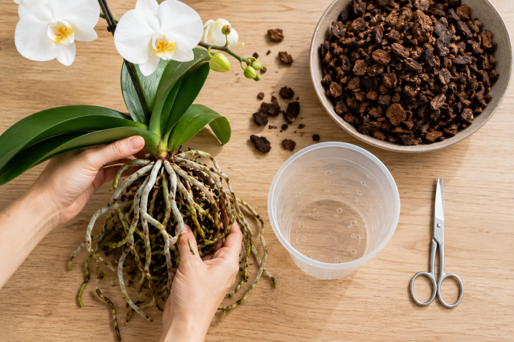 Orchid Care Guide: How to Grow and Rebloom Orchids Indoors 3 Repotting Orchids