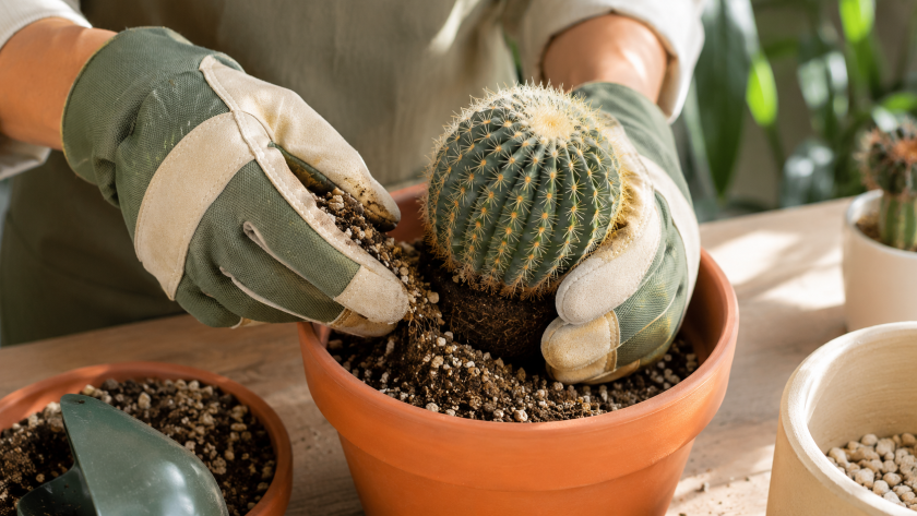 Repotting a cactus in natural light