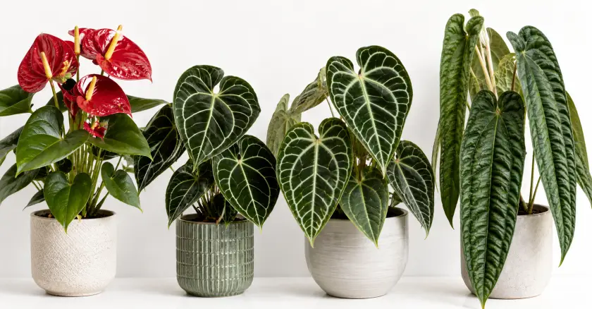 Anthurium Care Guide: How to Grow the Flamingo Flower Indoors 3 Popular Anthurium Varieties and Their Care