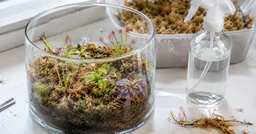 Carnivorous Plant Terrarium Setup Guide for Beginners 4 Carnivorous plant terrarium in progress