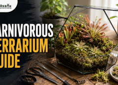 Carnivorous Plant Terrarium Setup Guide for Beginners