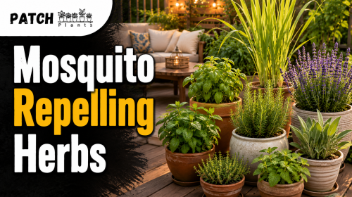 Cozy herb garden with mosquito repelling plants